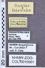 Etikette zu Pseudotetralobus fortnumi (NHMW-ZOO-COL-0010561)